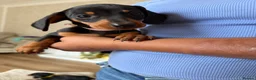 Dachshund dogs for sale: Miniature dachshund - Advert 2