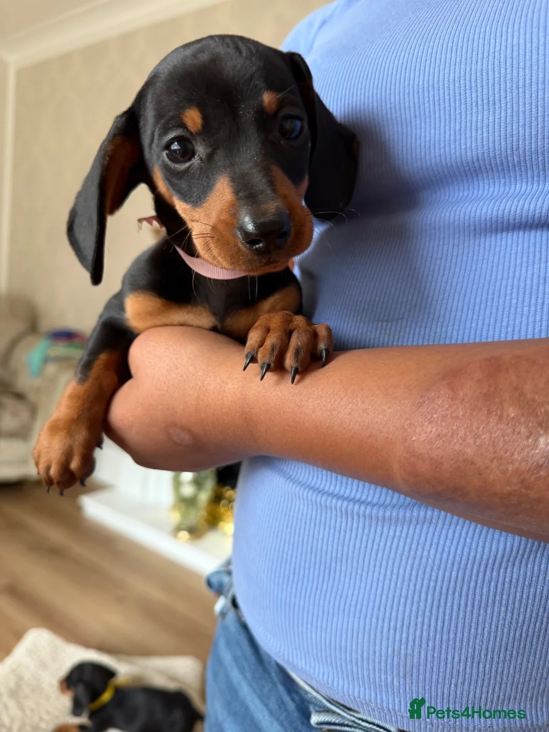 Dachshund dogs for sale: Miniature dachshund - Advert 2