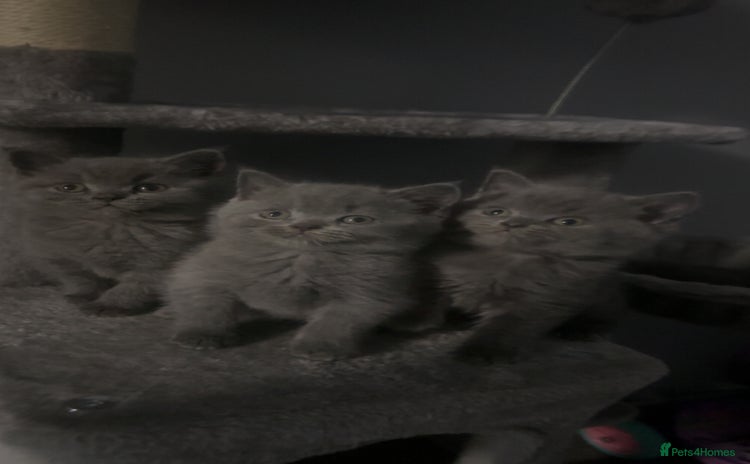 British Shorthair cats - Advert 5