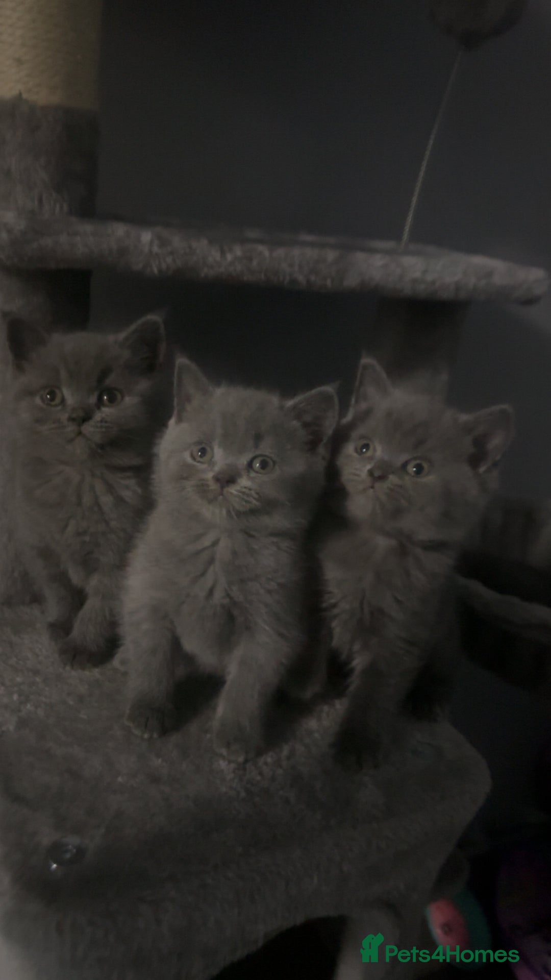 British Shorthair cats for sale: Stunning litter of bsh  - Advert 2