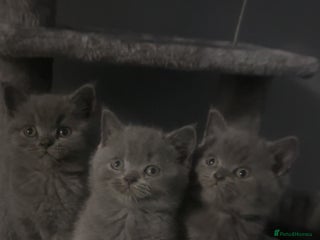 British Shorthair cats - Advert 27