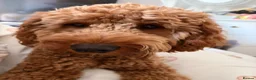 Cockapoo dogs for stud: RED Cockapoo dog for STUD *not for sale* in Bristol - Advert 3