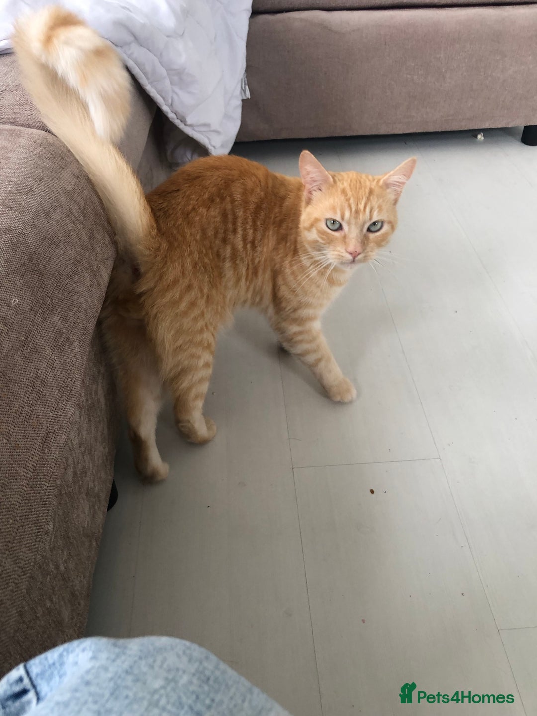 Bengal cats for sale: 2 year old cat male  - Image 3