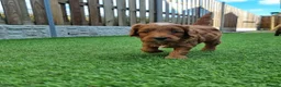 Goldendoodle dogs for sale: Red and white F1b miniature goldendoodle, last boy - Advert 5