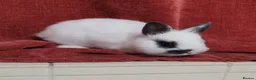 Netherland Dwarf rabbits for sale: Tiny Netherland Dwarf - LAST ONE + Hay/Food/Treats - Advert 7