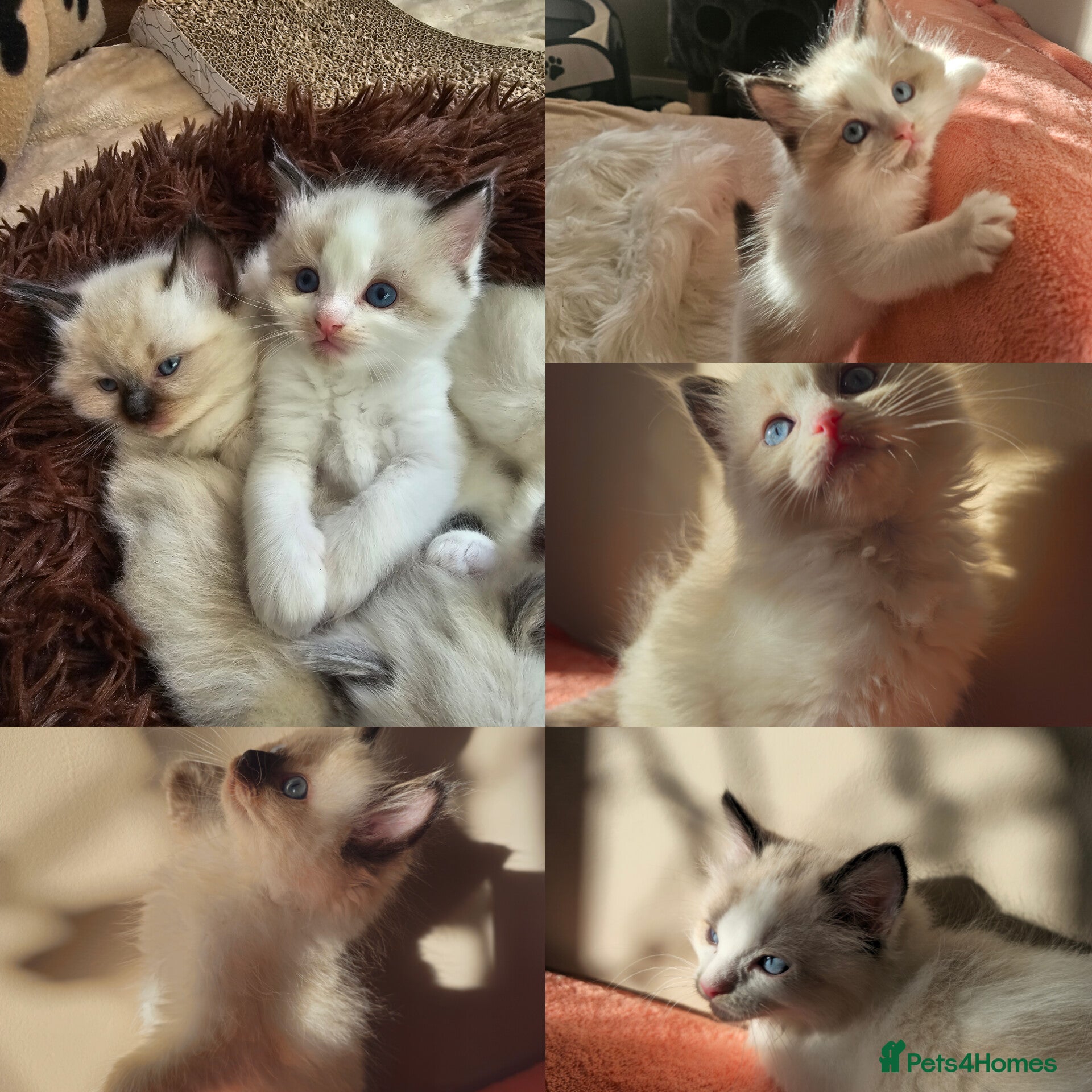 Ragdoll cats Ragdoll x Siamese kittens - Advert 2