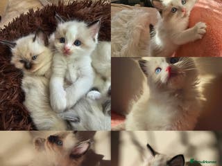 Ragdoll cats Ragdoll x Siamese kittens - Advert 1