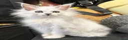 Maine Coon cats for sale: Stunning pure bred Maine Coon girls ❤️ - Advert 2