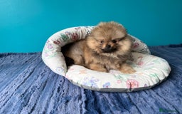 Pomeranian dogs for sale: Luxurious Tiny Pomeranian - 900g/11 weeks old - Image 16
