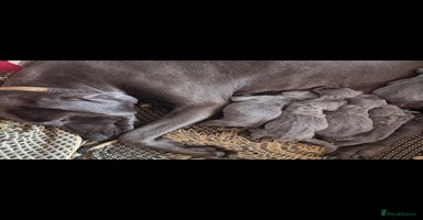 Weimaraner dogs - Advert 16