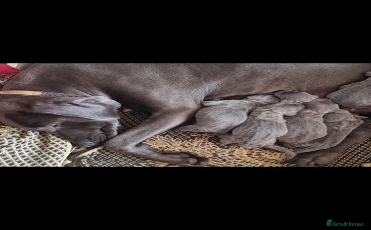 Weimaraner dogs - Advert 1