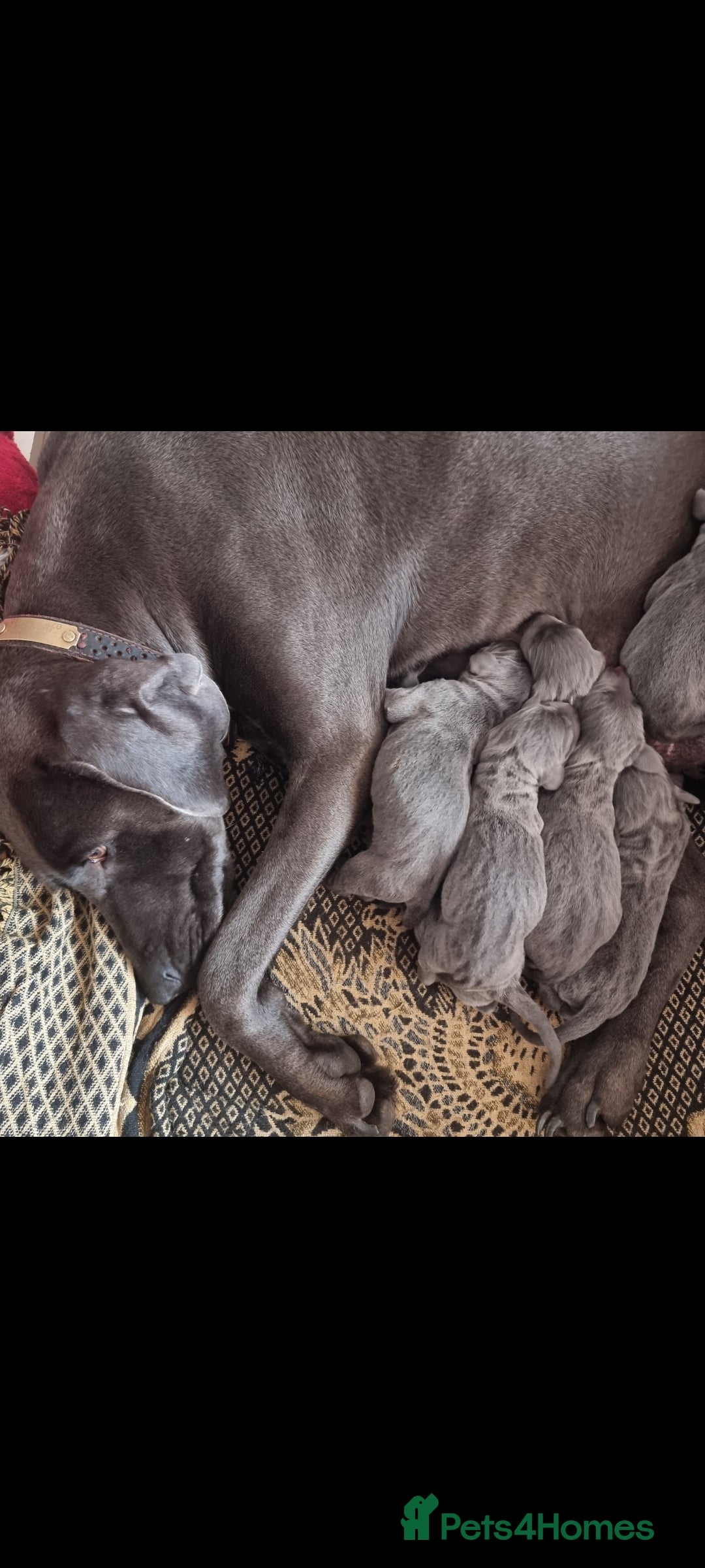Weimaraner dogs for sale: Blue and Silver Weimaraner  - Image 1