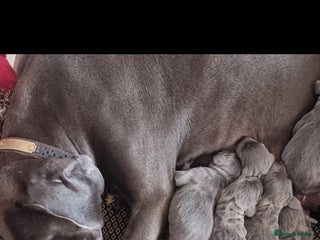 Weimaraner dogs - Advert 1