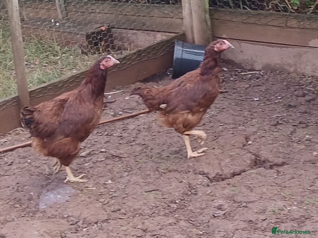 Chickens poultry Various pullets - Advert 1