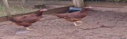 Chickens poultry for sale: Various pullets - Advert 1