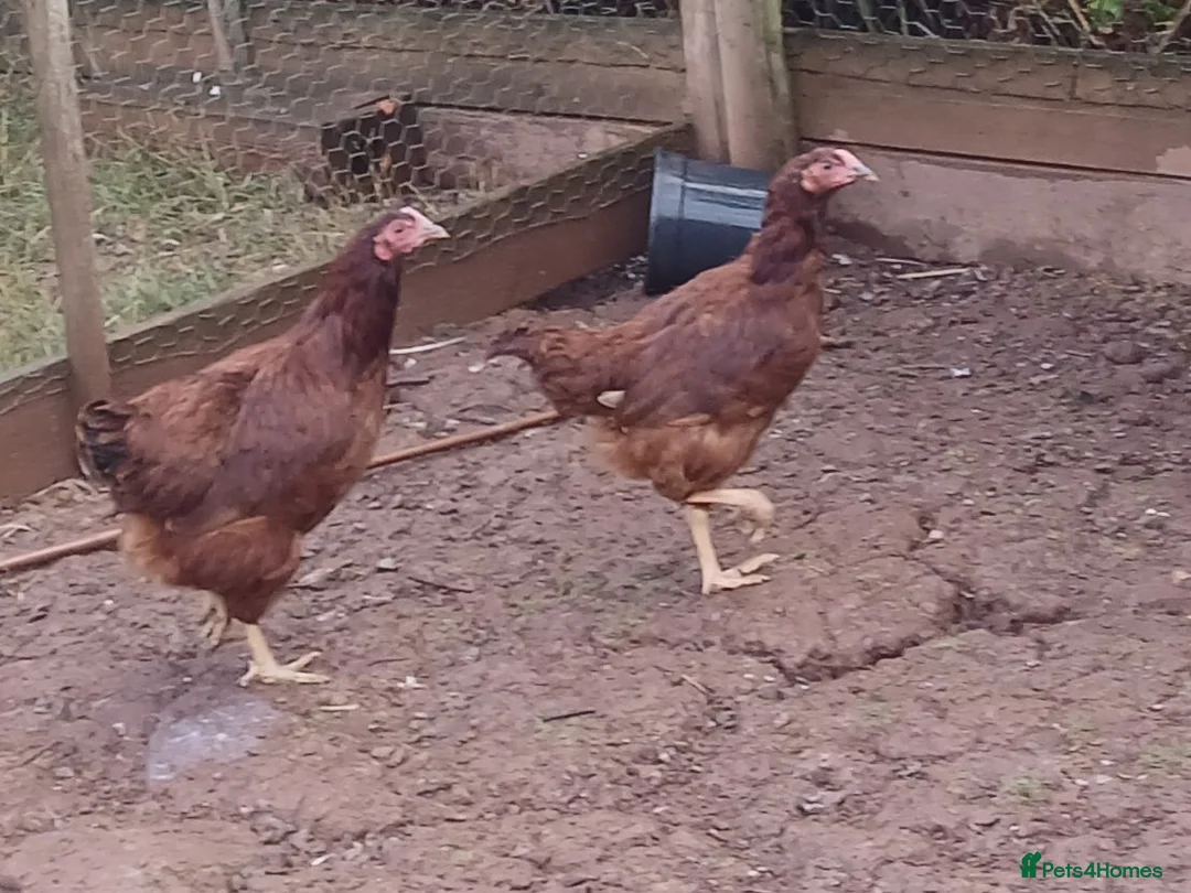 Chickens poultry for sale: Various pullets - Advert 1