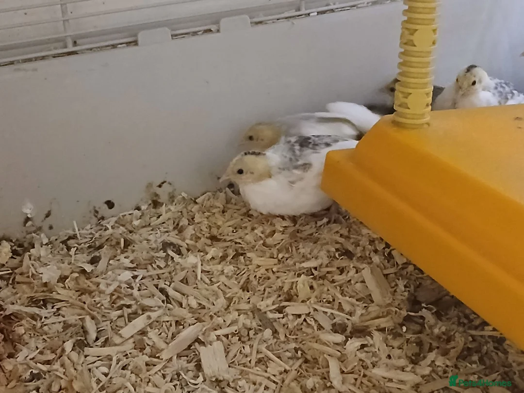 Quail poultry for sale: Button (Chinese painted) Quail  - Advert 2