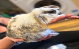 French Lop rabbits for sale: 3 gorgeous male bunnies  - Image 6