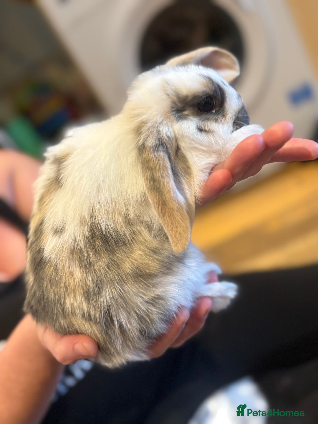 French Lop rabbits for sale: 3 gorgeous male bunnies  - Image 6