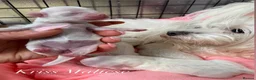 Maltese dogs for sale: ✨Outstanding kc registered Korean Maltese puppies✨ - Advert 1