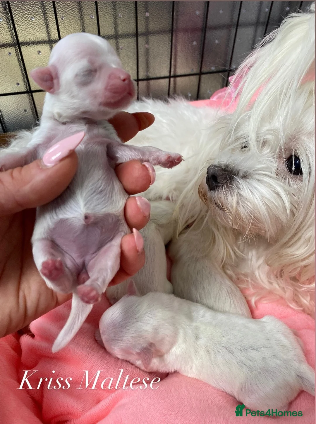 Maltese dogs for sale: ✨Outstanding kc registered Korean Maltese puppies✨ - Advert 1
