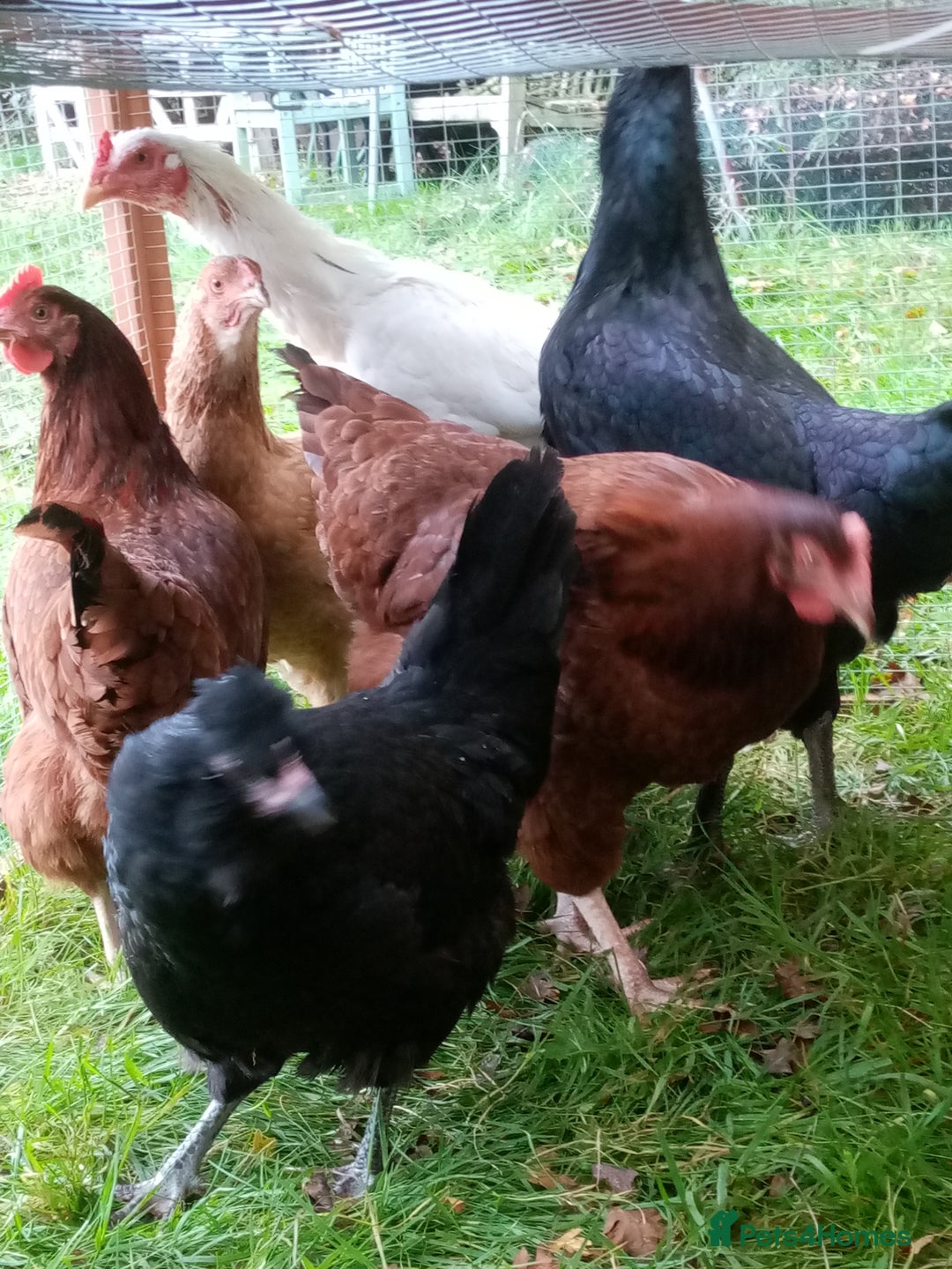 Chickens poultry for sale: Pullets/hens for sale - chickens in Hungerford - Image 7