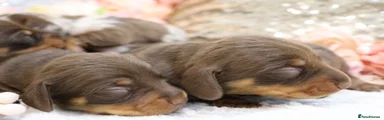 CHOCOLATE AND TAN MALE