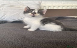 Domestic Shorthair cats for sale: Kittens for sale - Image 2