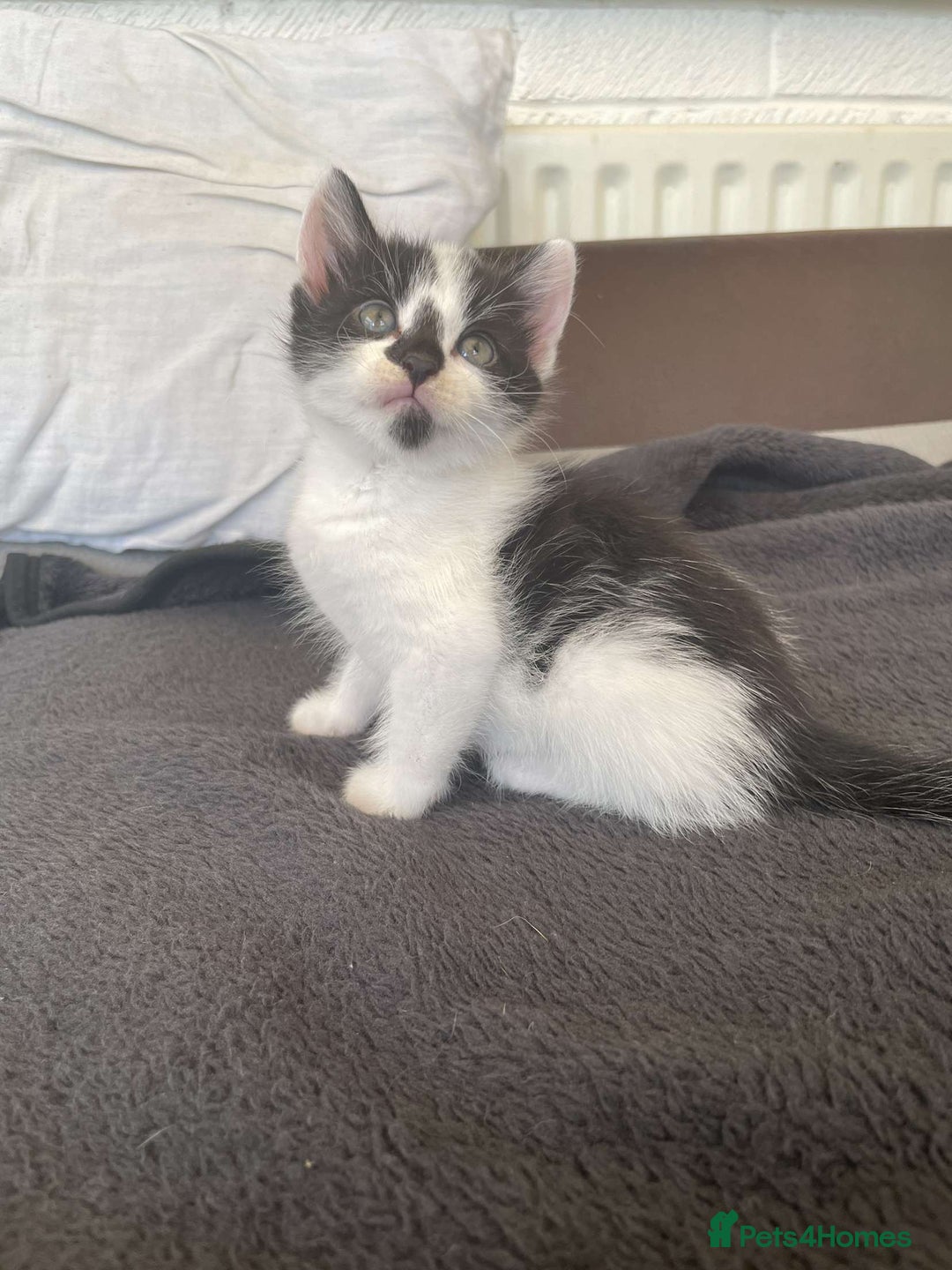 Domestic Shorthair cats for sale: Kittens for sale - Image 2