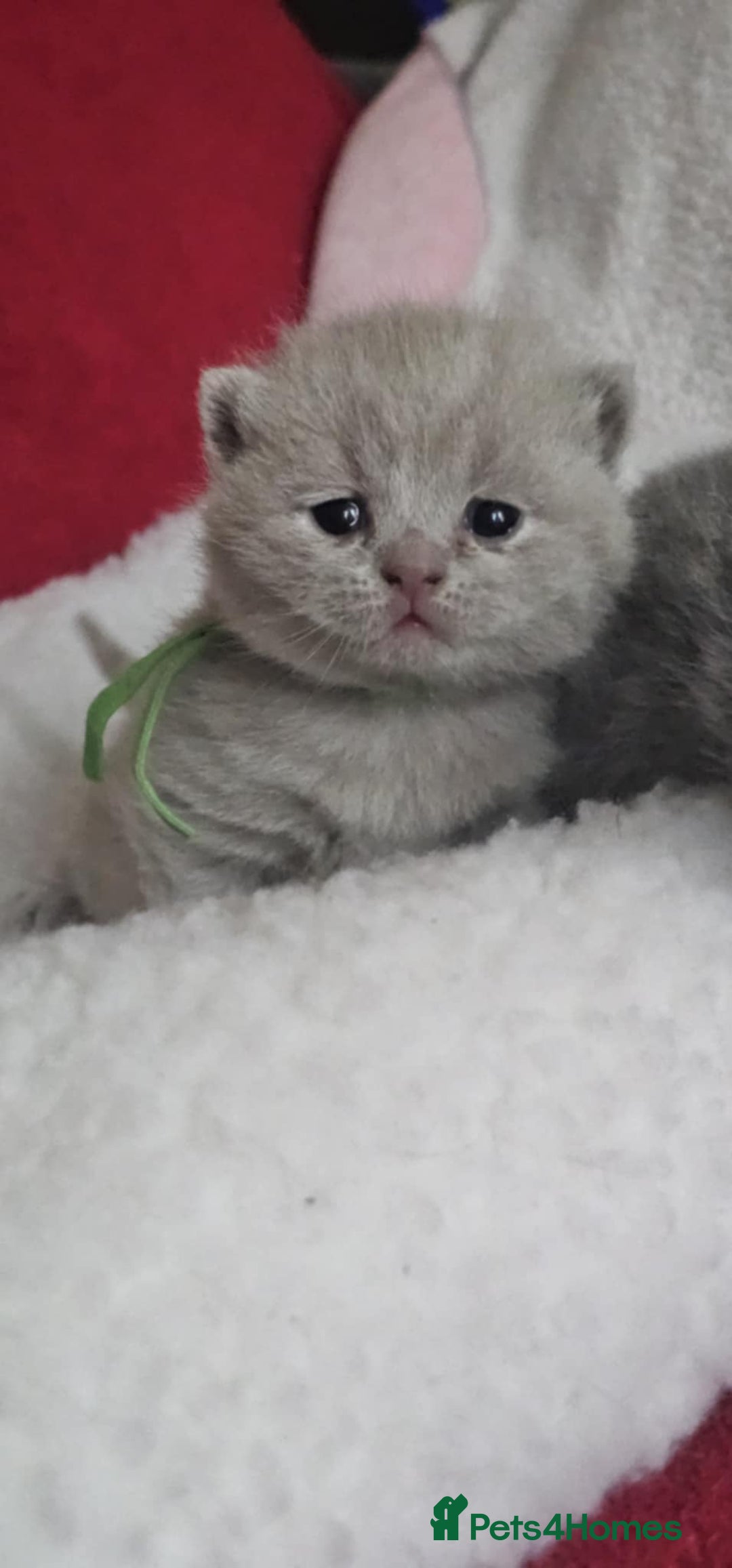 British Shorthair cats for sale: High-Quality British Shorthair Kittens GCCF🐾 - Advert 2