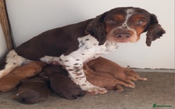 Cocker Spaniel dogs for sale: Beautiful kc reg cocker spaniels - Image 5
