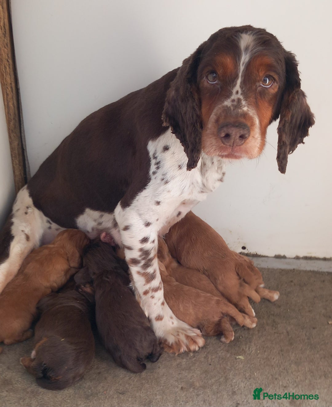 Cocker Spaniel dogs for sale: Beautiful kc reg cocker spaniels - Image 5