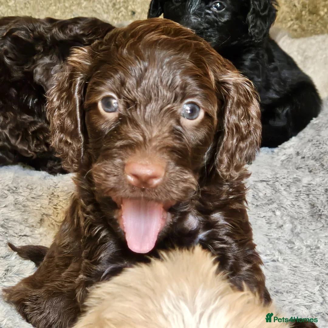 Cockapoo dogs for sale: F1 Cockapoo  - Advert 1