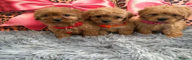 Cavapoo 3