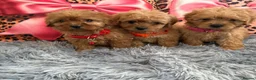 Cavapoo dogs for sale: Adorable poppies - Advert 9