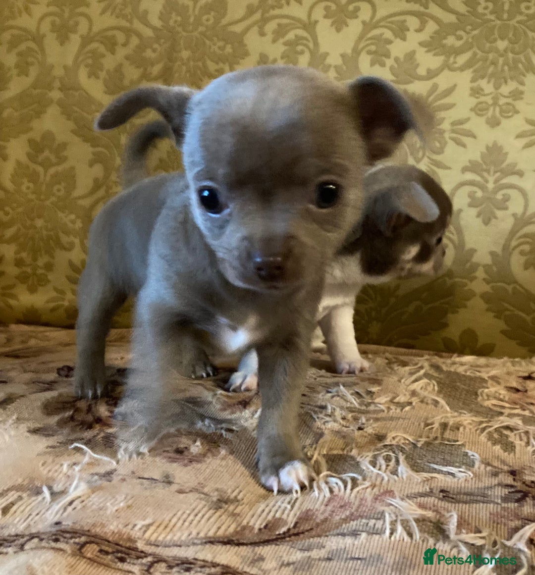 Chihuahua dogs for sale: Chihuahua girls from licensed breeder - Image 17