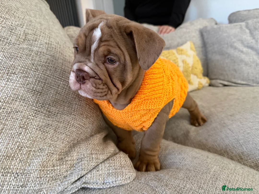 English Bulldog dogs for sale: KC registered English bulldog puppies  - Advert 14