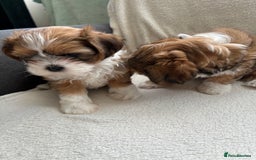 Mixed Breed dogs for sale: SHIH TZU Mix  - Image 5