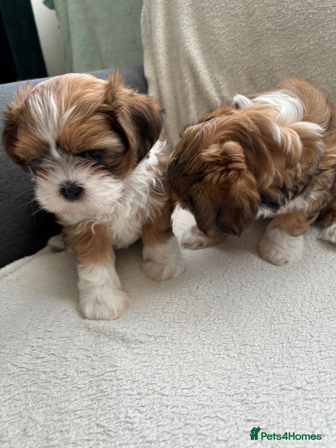 Mixed Breed dogs for sale: SHIH TZU Mix  - Image 5