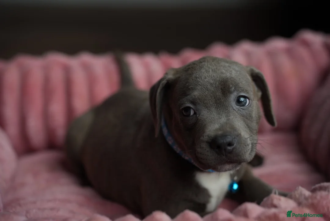 Staffordshire Bull Terrier dogs for sale: KC Staffy Puppies - Advert 14
