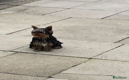 Yorkshire Terrier dogs for sale: MINI PEDIGREE YORKSHIRE TERRIER FOR SALE - Image 6