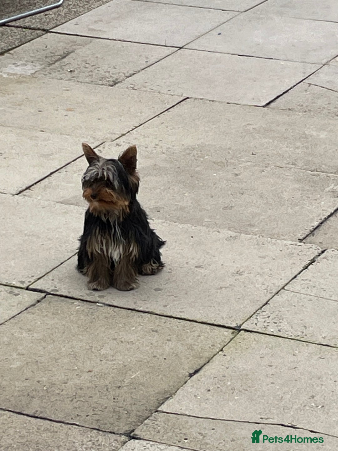 Yorkshire Terrier dogs for sale: MINI PEDIGREE YORKSHIRE TERRIER FOR SALE - Image 6