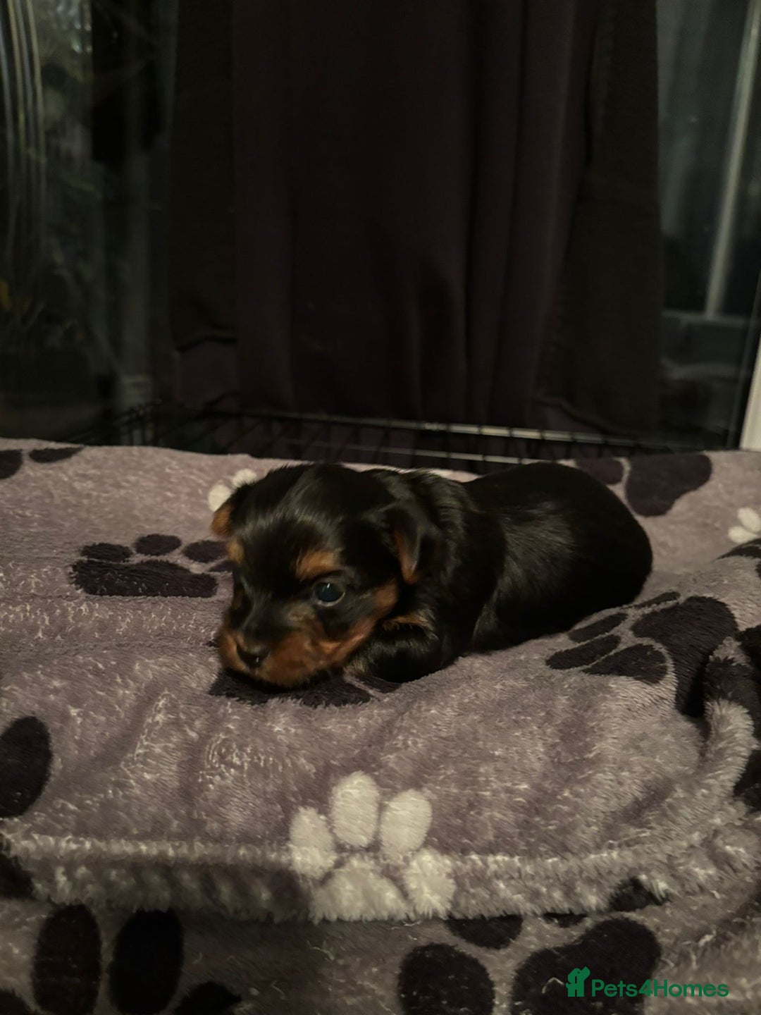 Yorkshire Terrier dogs for sale: Yorkshire terrier puppy  - Advert 7