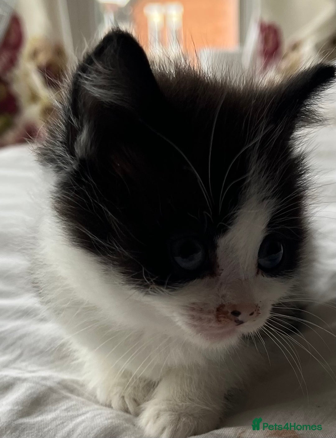 Mixed Breed cats for sale: 5 beautiful kittens  - Advert 11