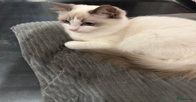 Ragdoll cats - Advert 5