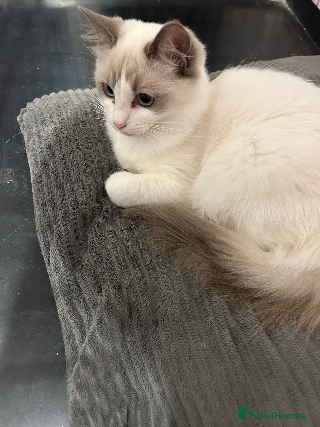 Ragdoll cats for sale: Beautiful Blue point/Bicolor Ragdoll - Image 3