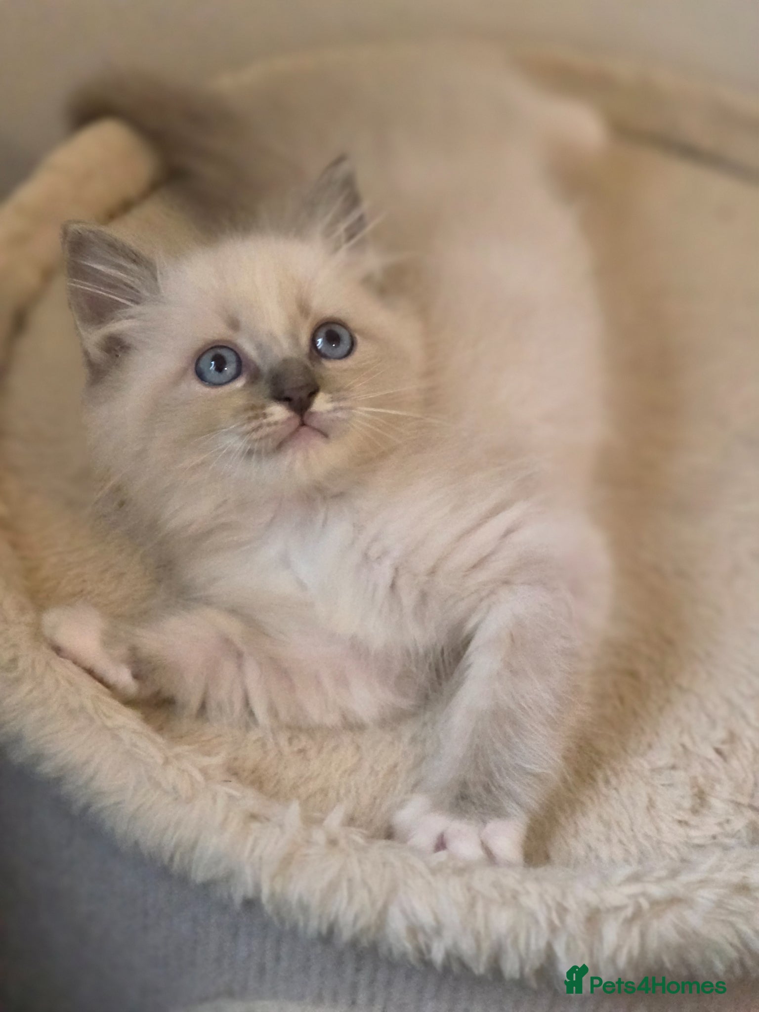 Ragdoll cats  ragdoll kitten boy left  ready to leave - Advert 6