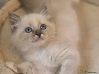 Ragdoll cats ragdoll kitten boy left ready to leave - Advert 6