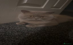 British Shorthair cats for stud: Lilac bsh stud duties - Image 2