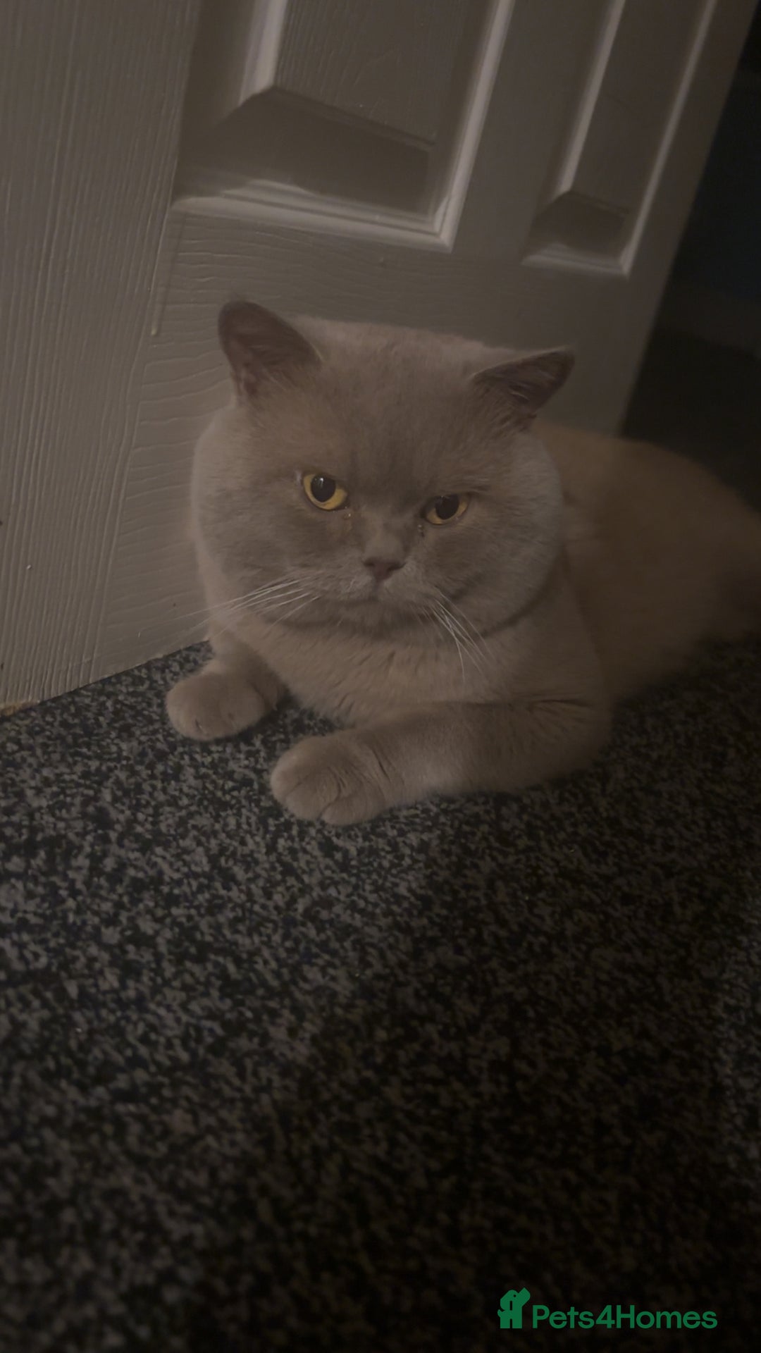 British Shorthair cats for stud: Lilac bsh stud duties - Image 2